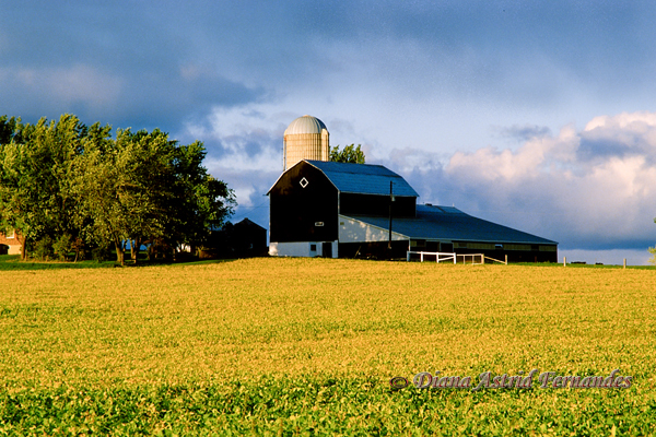 Barn-and-Canola-Field-in-the-fall-Ontario-Canada